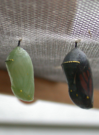 Monarch